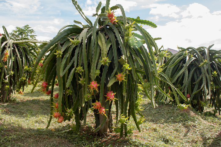 buah kaktus pitahaya